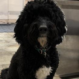 Belle - Bernedoodle