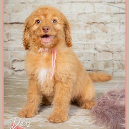 Sedona - Red female Cockapoo puppy in Connersville, Indiana from Deaz Doodle Ranch