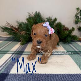 Max - Lavender - Red female Cavapoo puppy in South Jordan, Utah from Simply Sweet Paws. LLC