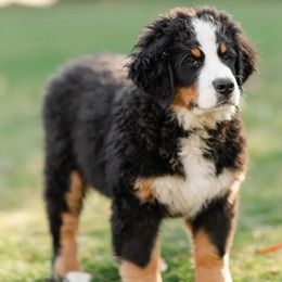 Bernese Mountain Dogs from Sparrowsnestbernese