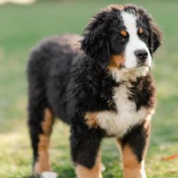 Bernese Mountain Dogs from Sparrowsnestbernese