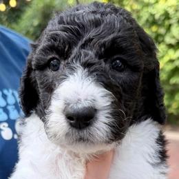 Bramble - Parti male Goldendoodle puppy in Wake Forest, North Carolina from Wake Forest Darling Doodles