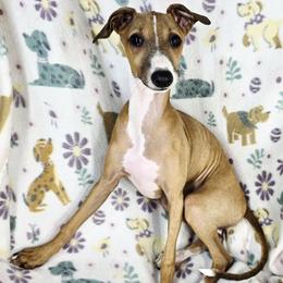 All The DoDa Day Add To Cart - Red male Italian Greyhound puppy in Cadwell, Georgia from All The DoDa Day Italian Greyhounds