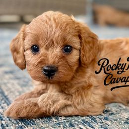 Cavapoos and Cockapoos from Rocky Road Puppies
