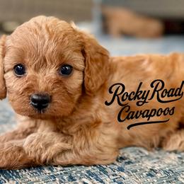 Cavapoos and Cockapoos from Rocky Road Puppies