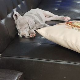 Great Dane Puppies from Johnson's Great Danes