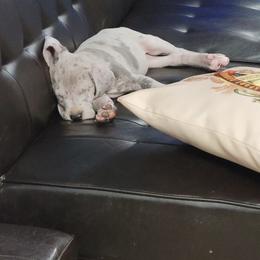 Great Dane Puppies from Johnson's Great Danes