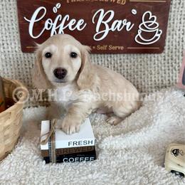 Pickles - Cream male Dachshund puppy in Michigan from M.H.P Dachshunds