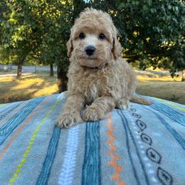 Walker F1B - Cream male Aussiedoodle puppy in Oklahoma City, Oklahoma from Foneb Farm - The F1B Farm