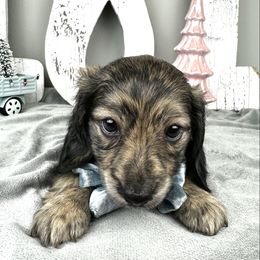 Boone - Brindle male Dachshund puppy in Brenham, Texas from 1 Moore Dachshund