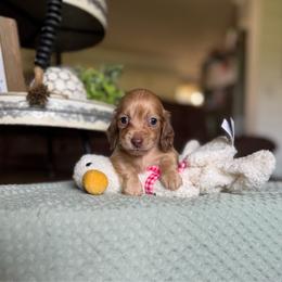 Duncan - Cream male Dachshund puppy in New Albany, Mississippi from Double A. Doxies
