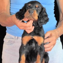 Girl 1 - female Gordon Setter puppy in Huntingtown, Maryland from Laurel Hill
