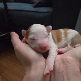 Girl 1 - Sable female Border Collie puppy in Piedmont, South Carolina from Soaring Borders Border Collies