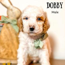 Dobby - Parti male Goldendoodle puppy in Hilton, New York from The House of Goldendoodle