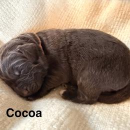 Cocoa - Brown female Newfoundland puppy in Goodhue, Minnesota from Claypits Newfoundlands