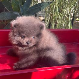 Ash - Blue male Pomeranian puppy in Stockton, California from lunas_poms