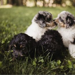 Aussiedoodle Puppies from Olive Tree Mini Aussiedoodles