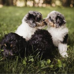 Aussiedoodle Puppies from Olive Tree Mini Aussiedoodles