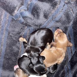 Dachshund Puppies from M.H.P Dachshunds