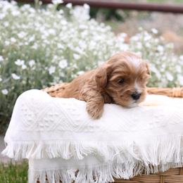 Rocky - Apricot male Cavapoo puppy in Payson, Utah from Little Diamond Doodles