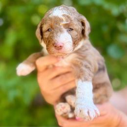 Bella - female Australian Mountain Doodle puppy in Highland, Utah from Angel Pups Deluxe