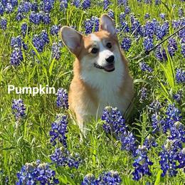 Pembroke Welsh Corgi Puppies from Cattal Corgis