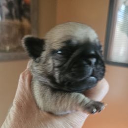 Female - Fawn female Pug puppy in Martville, New York from Hug a Pug LLC
