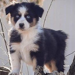 Australian Shepherds from Small Town Australian Shepherds