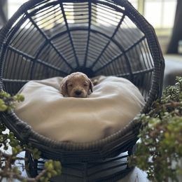 Parker - Apricot male Cavapoo puppy in Chino, California from Coopers Lane Puppies