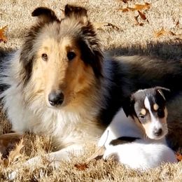 Collies from Brave Heart Collies