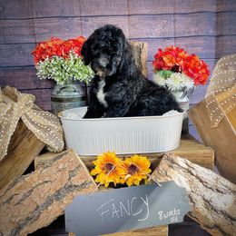 Goldendoodle Puppies from Boulder Mountain Doodles