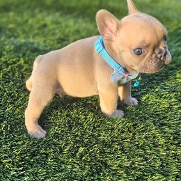 Whisky - Tricolors male French Bulldog puppy in Homestead, Florida from BackyardfinestBullys