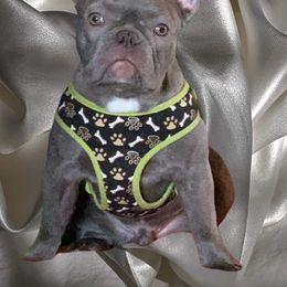 King George - French Bulldog puppy in Stevensville, Montana from Last Best Frenchies