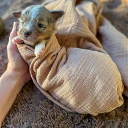 Teddy - Blue merle male Toy Australian Shepherd puppy in Inola, Oklahoma from Blue Stem Companions