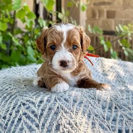 Diana (Orange) - Apricot female Goldendoodle puppy in St. George, Utah from Dashing Doodle Pups