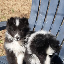 Shetland Sheepdogs from Shadow Hill Shelties