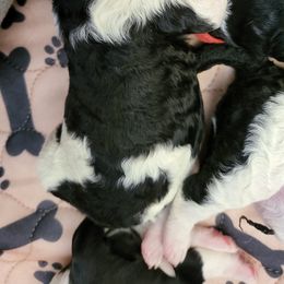 Australian Labradoodle and Labradoodle Puppies from Tyson's Farm Labradoodles