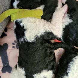 Australian Labradoodle and Labradoodle Puppies from Tyson's Farm Labradoodles