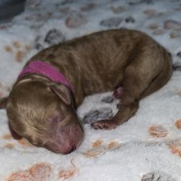 Dino - Red  male Poodle puppy in Goodyear, Arizona from Moving and Grooving Pups