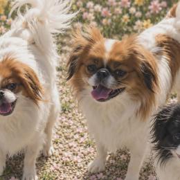 Japanese Chins and Pugs from Locust Creek Pugs & Japanese Chin's