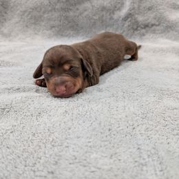 Puppy 3 - Chocolate and tan male Dachshund puppy in Cypress, California from Ferrario Dachshunds