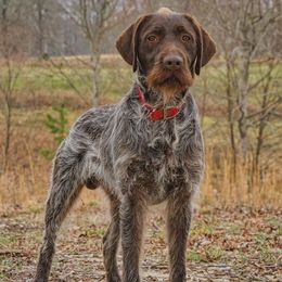 Buddy - Wirehaired Pointing Griffon