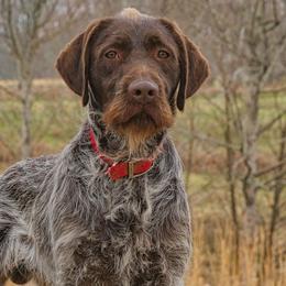 Buddy - Wirehaired Pointing Griffon