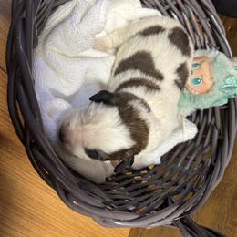Pink wink - Brindle and white female Saint Bernard puppy in Auburn, Washington from Sara’s Saint Bernards