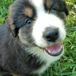 Australian Shepherds from Diamond GM's Australian Shepherds