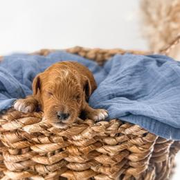 Barley - Red  male Goldendoodle puppy in Russell Springs, Kentucky from Milk & Honey Doodles