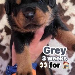 Grey - Black and mahogany female Rottweiler puppy in Mancelona, Michigan from Nicolle Stone