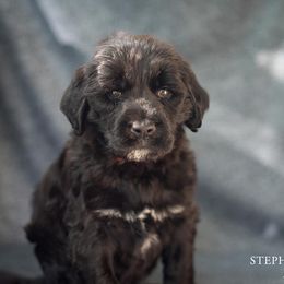 Portuguese Water Dog Puppies from Sun Joy PWDS