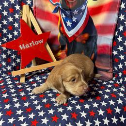 Harlow - Fawn (isabella) and cream female Dachshund puppy in Somerset, Pennsylvania from Rae’s Dapper Dachshunds