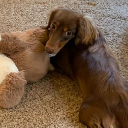 Dachshunds from Willow Moons Dachshunds